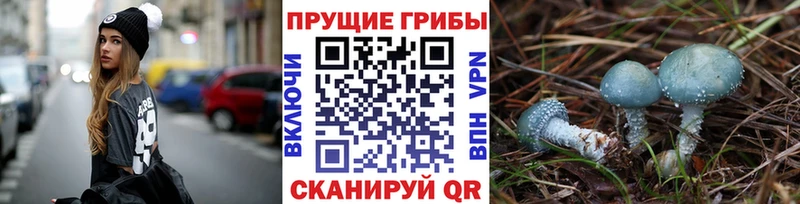 дарнет шоп  Борисоглебск  Псилоцибиновые грибы Magic Shrooms 